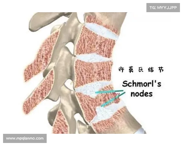腰部组织在人体健康中的重要性与现代医学研究的进展分析
